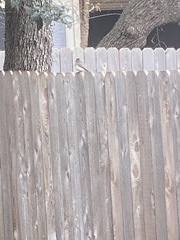 Junco