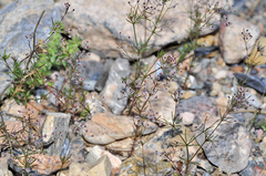 Galium setaceum