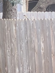 Junco