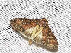 Condica capensis