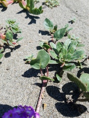 Camissoniopsis cheiranthifolia cheiranthifolia
