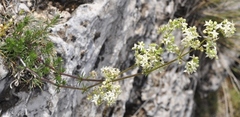 Galium valentinum