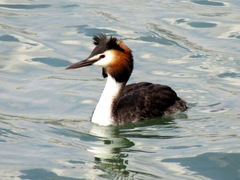 Podiceps cristatus
