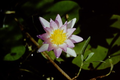 Nymphaea elegans