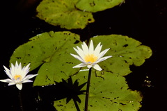 Nymphaea elegans