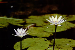 Nymphaea elegans