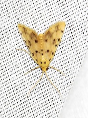 Calamoschoena stictalis