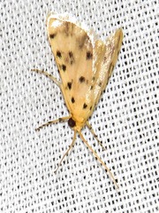 Calamoschoena stictalis