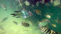 Abudefduf whitleyi