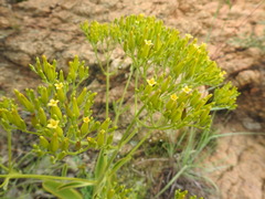 Kalanchoe paniculata
