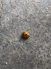 Neocalvia cayennensis