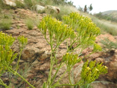 Kalanchoe paniculata