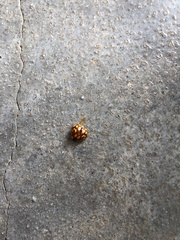 Neocalvia cayennensis