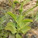 Kalanchoe paniculata - Photo (c) Matthew Fainman, algunos derechos reservados (CC BY), uploaded by Matthew Fainman