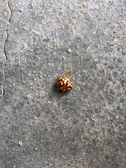 Neocalvia cayennensis