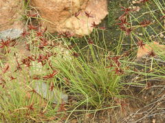Cyperus rupestris rupestris
