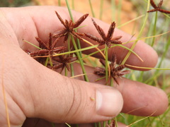Cyperus rupestris rupestris