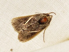 Vittaplusia vittata