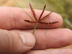 Cyperus rupestris rupestris