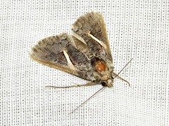 Vittaplusia vittata