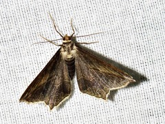 Chiasmia simplicilinea