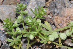 Galium verrucosum