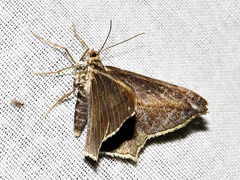 Chiasmia simplicilinea