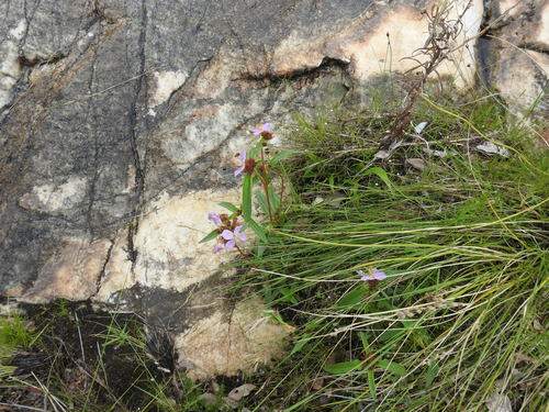 Image of Antherotoma debilis by (c) Matthew Fainman, some rights reserved (CC BY)