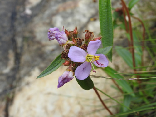 Image of Antherotoma debilis by (c) Matthew Fainman, some rights reserved (CC BY)
