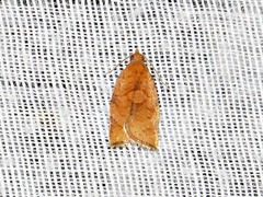 Epichoristodes dorsiplagana