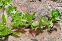 Galium verrucosum