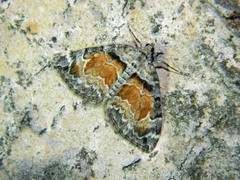 Dysstroma hersiliata