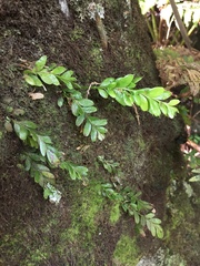 Tmesipteris lanceolata