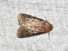 Condica capensis