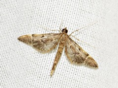 Duponchelia lanceolalis