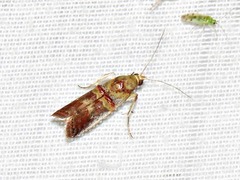 Hypargyria metalliferella