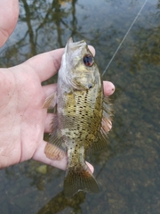 Ambloplites constellatus