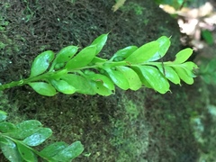 Tmesipteris lanceolata