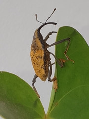 Rhinastus latisternus