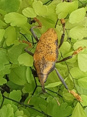 Rhinastus latisternus