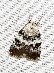 Caradrina glaucistis