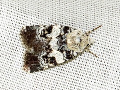 Caradrina glaucistis