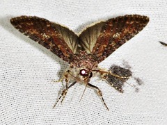 Condica capensis