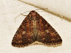 Condica capensis