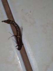 Lymexylidae