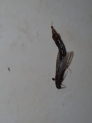 Lymexylidae