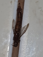 Lymexylidae