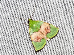 Lophocrama phoenicochlora