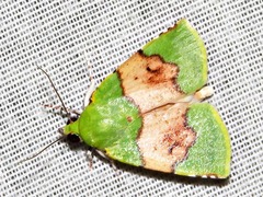 Lophocrama phoenicochlora
