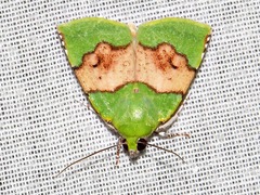 Lophocrama phoenicochlora
